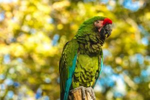 magasins de perroquets toulouse Au Paradis des Plumes