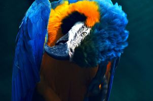 animalerie exotique toulouse Au Paradis des Plumes