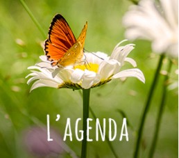 2-AGENDA-visuel 3