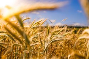 Sustainable Development