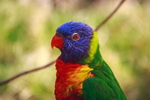 magasins de perroquets toulouse Au Paradis des Plumes