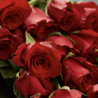 ROSES ROUGES SAINT VALENTIN 2023