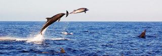 Croisière Equateur : A bord du Coral II