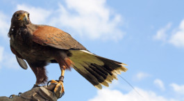 Envahis de pigeons, étourneaux, goélands, lapins…etc, L’effarouchement une solution efficace et 100 % naturelle.