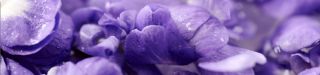 Creative Workshop in Toulouse – France Producer of Violets Preserver of tradition