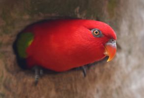 magasins d oiseaux toulouse Au Paradis des Plumes