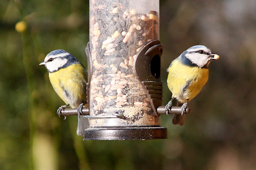 Ligue pour la Protection des Oiseaux PACA