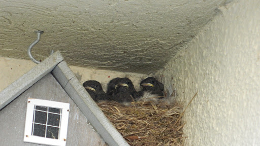 Ligue pour la Protection des Oiseaux