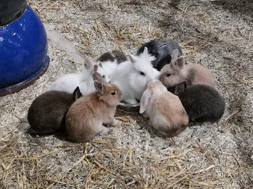 Endroits où acheter un hamster Toulouse